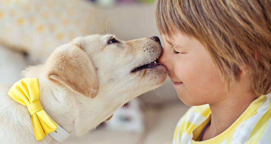 perros anti diabetes