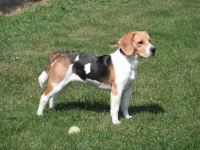 Beagle_Faraon