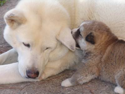 perrito