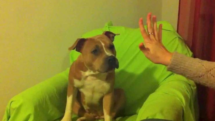 los perros cuentan números