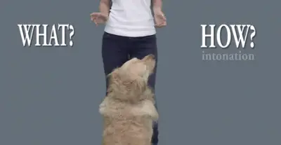 entonación de perros