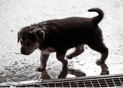 Los perros odian la lluvia