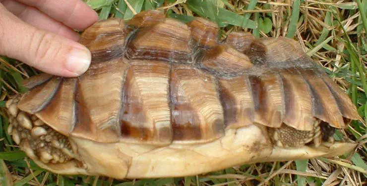 piramidismo tortuga