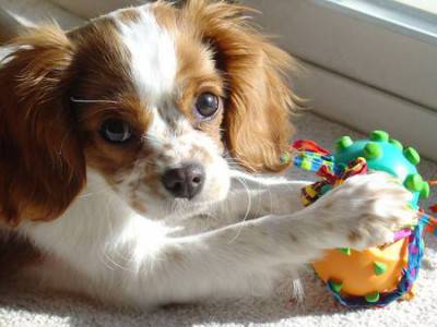lucy_cavalier_king_charles_spaniel_01.jpg_w450