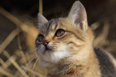 Retrato de gato