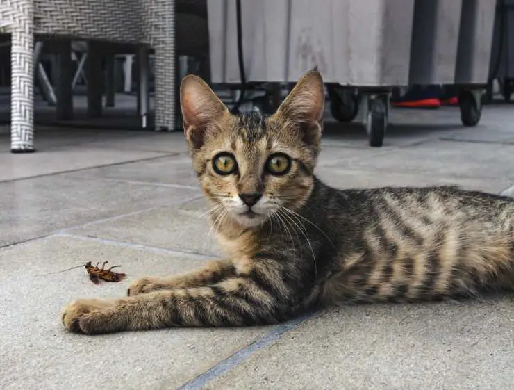 Los sentidos especiales del gato