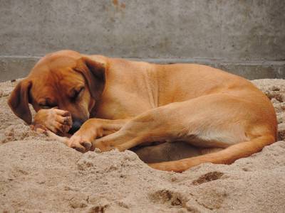 perro duerme