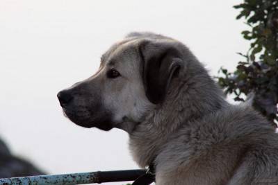 Un perro con ojos tristes
