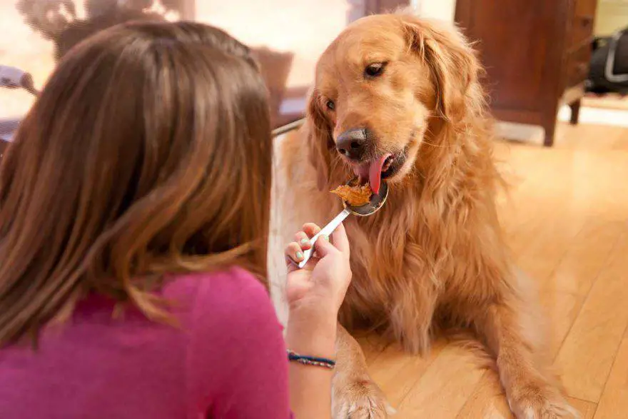 perro come mantequilla de maní