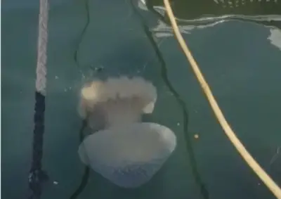 monstruos marinos