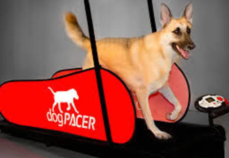 perro deportes en casa