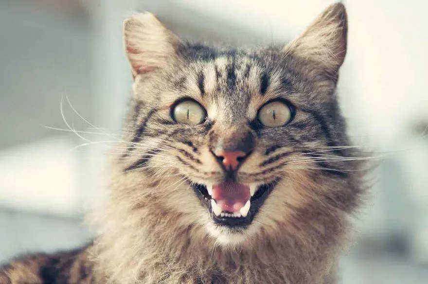 un gato feliz