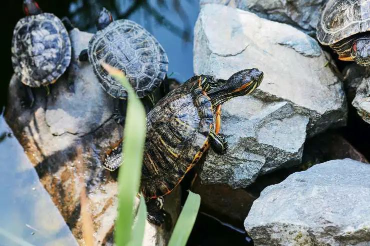 Mima a la tortuga