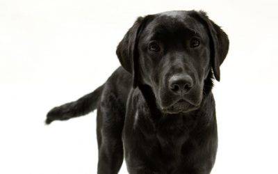 leyendas de perros