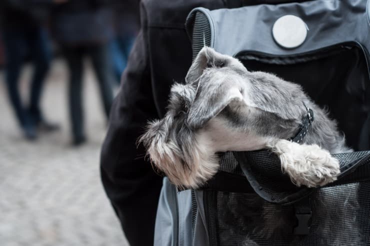 mochila porta perro