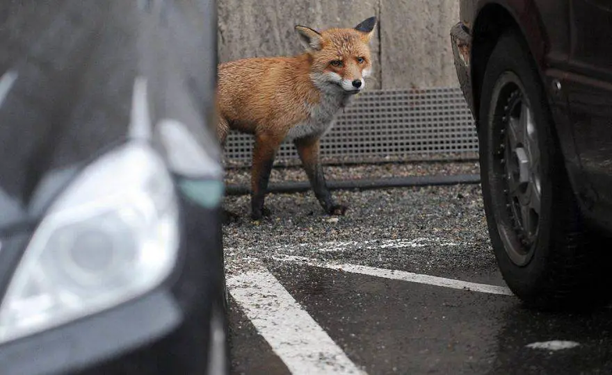 Fox © Getty