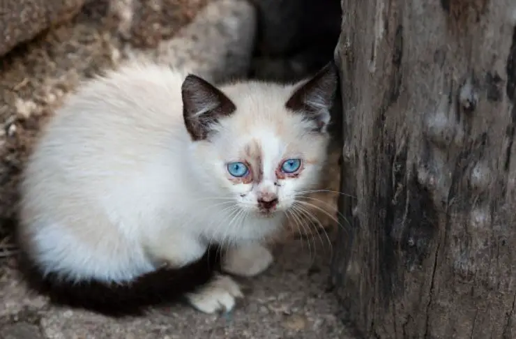 gatito de cinco años desaparecido
