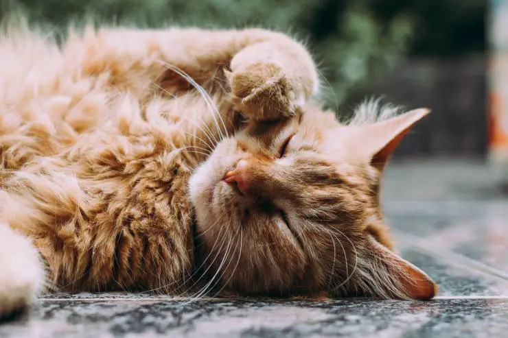 Moquillo en gatos