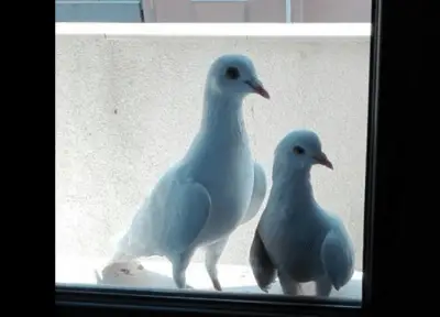 Contenido 100% original