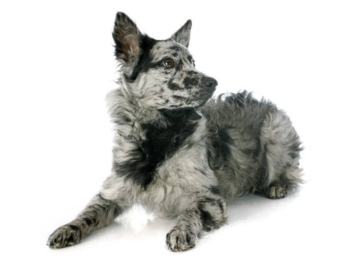 Cachorro de mudi
