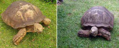 tortuga más antigua del mundo