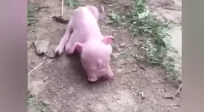 Contenido 100% original