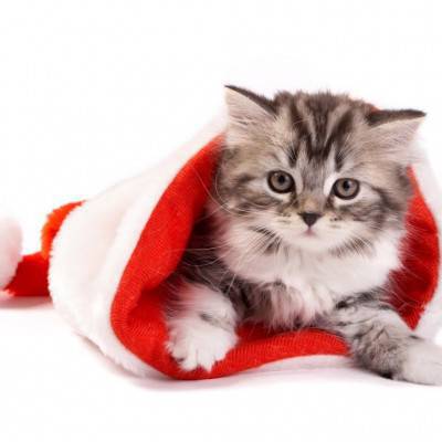 gato de navidad