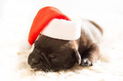 perro de navidad