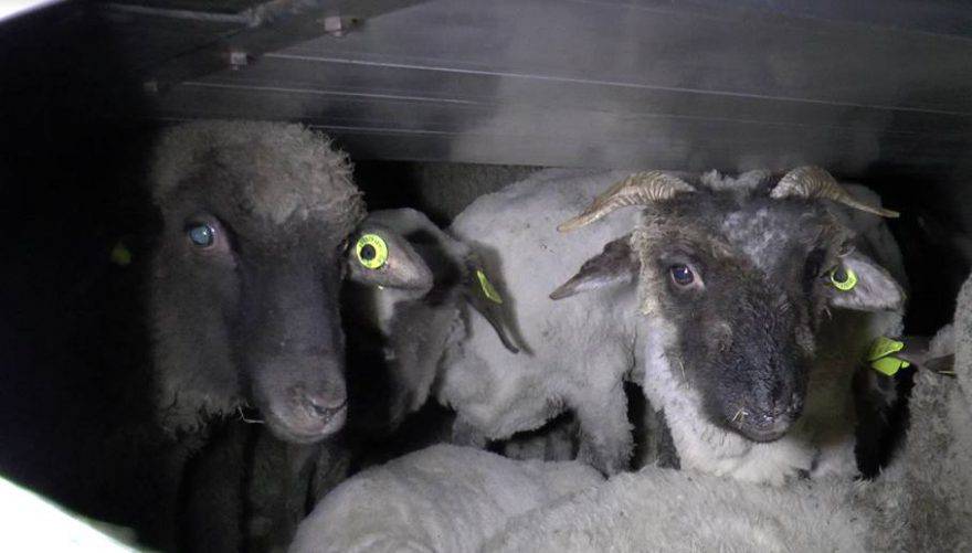transporte de animales vivos