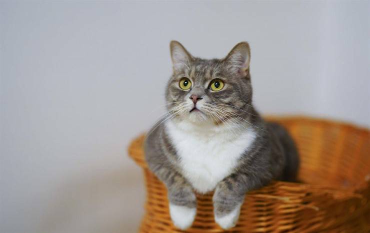 sonidos del lenguaje del gato