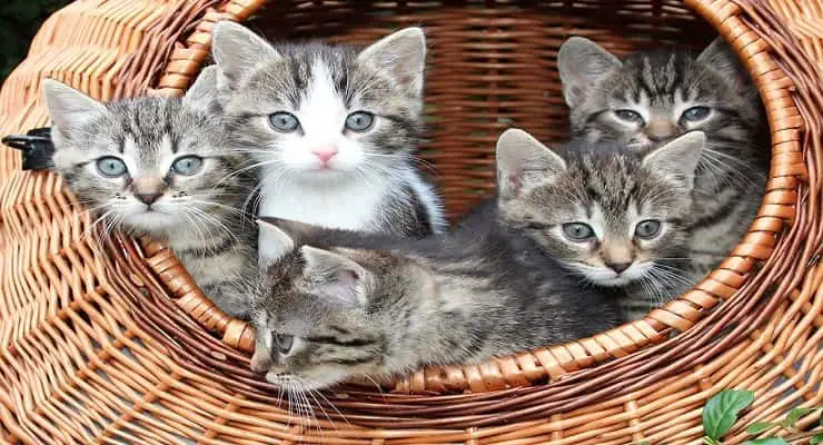 gatos (Foto Pixabay)