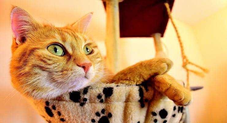 nombres de gatos con C