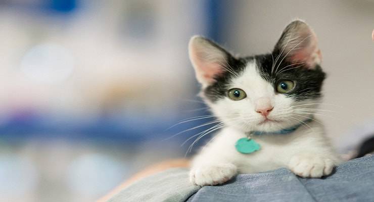Nombres de gatos con I