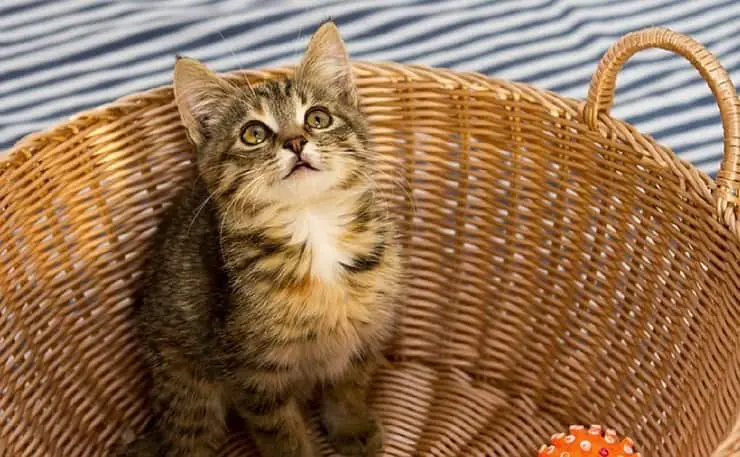 Nombres de gatos con Y