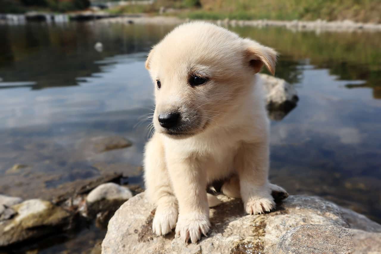Nombres de perros blancos