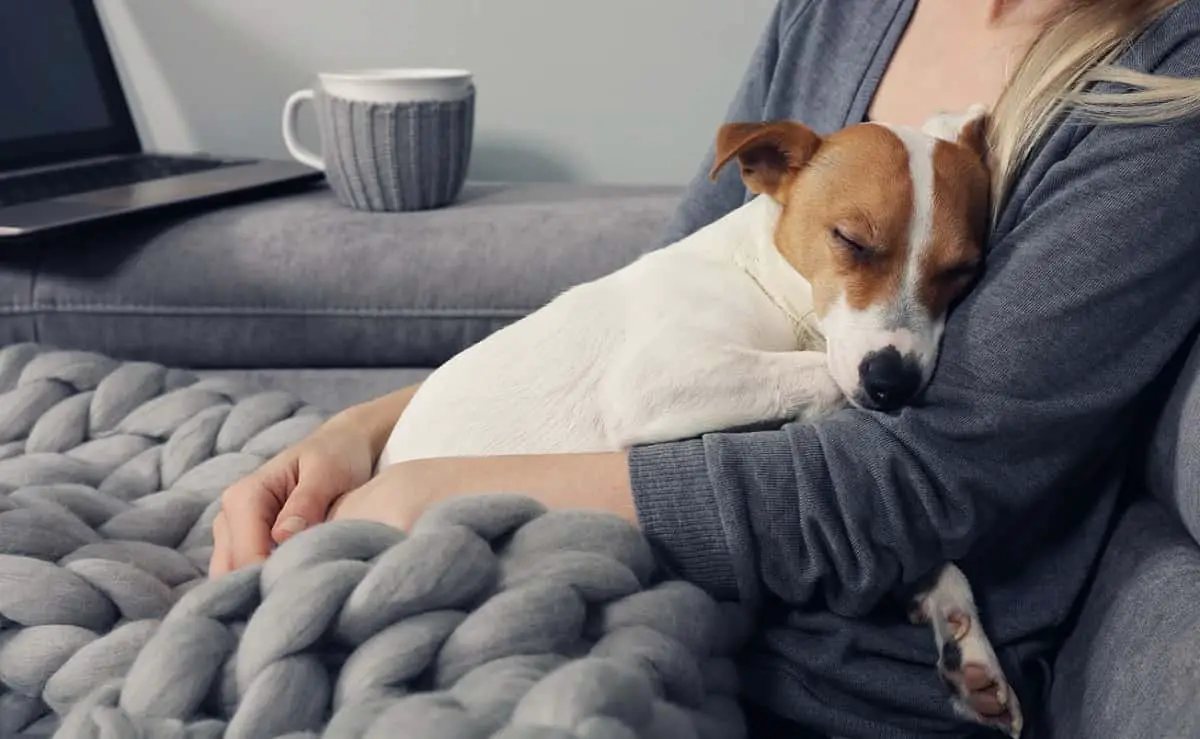 nombres de perros dulces y cariñosos