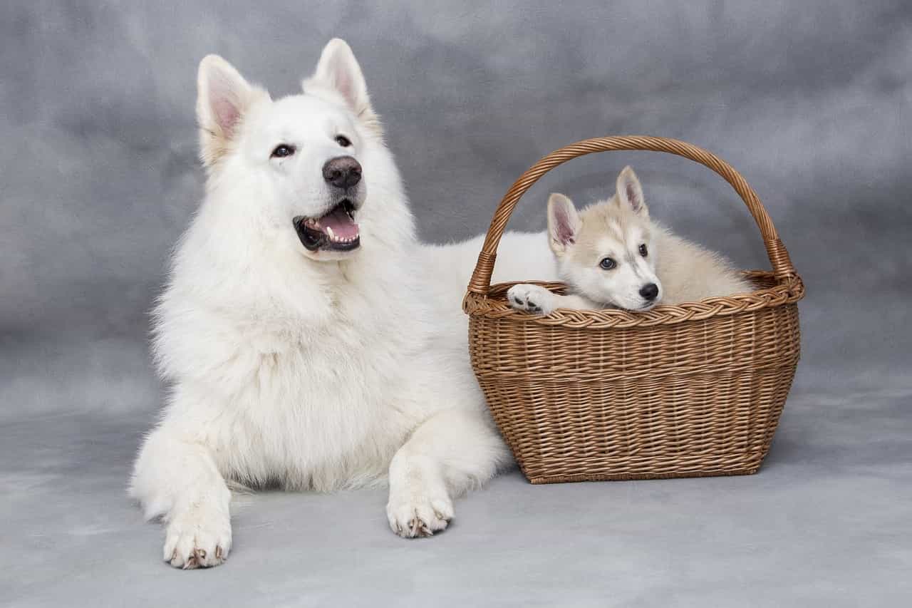 nombres de perros machos y hembras con T