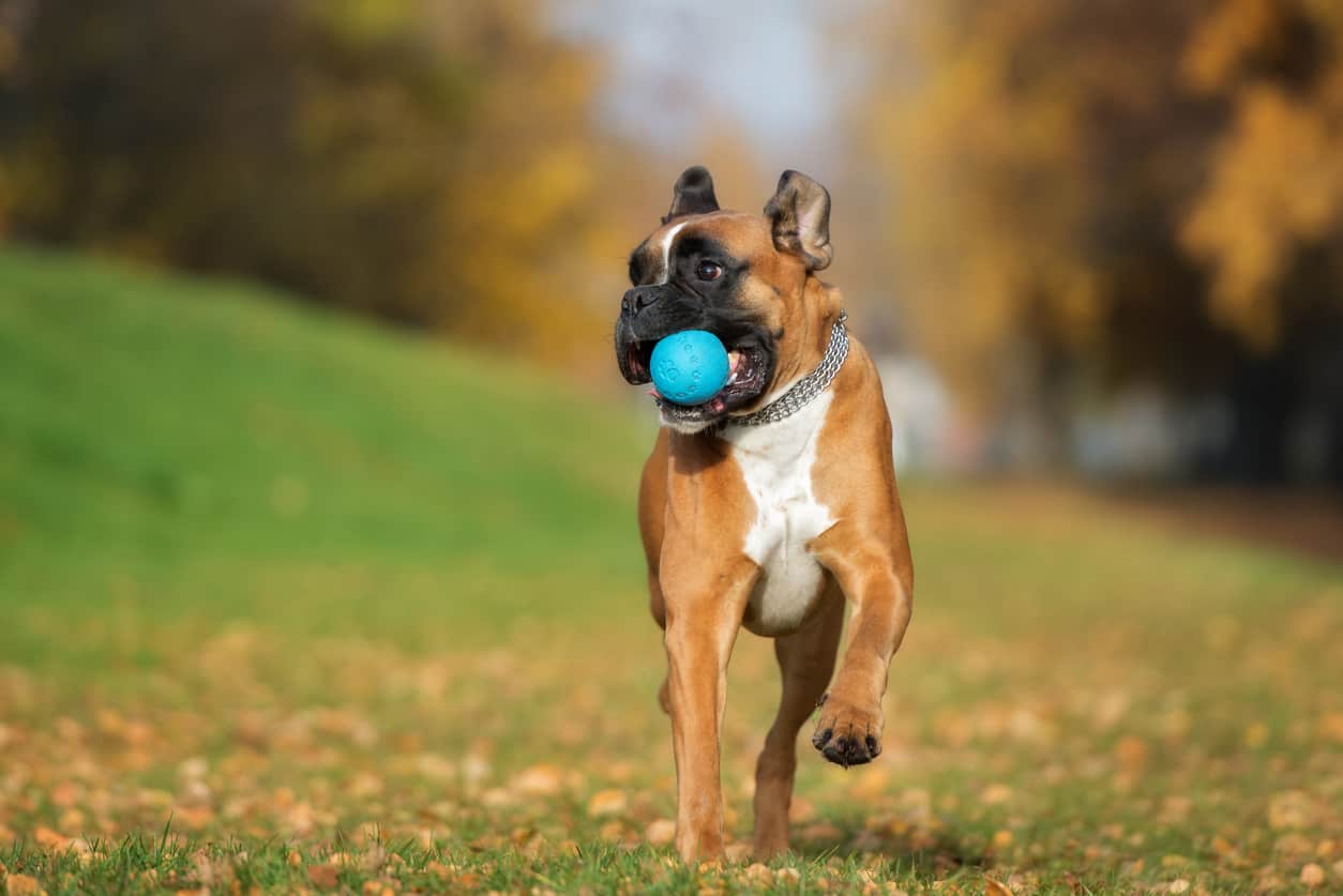 nombres de perros grandes