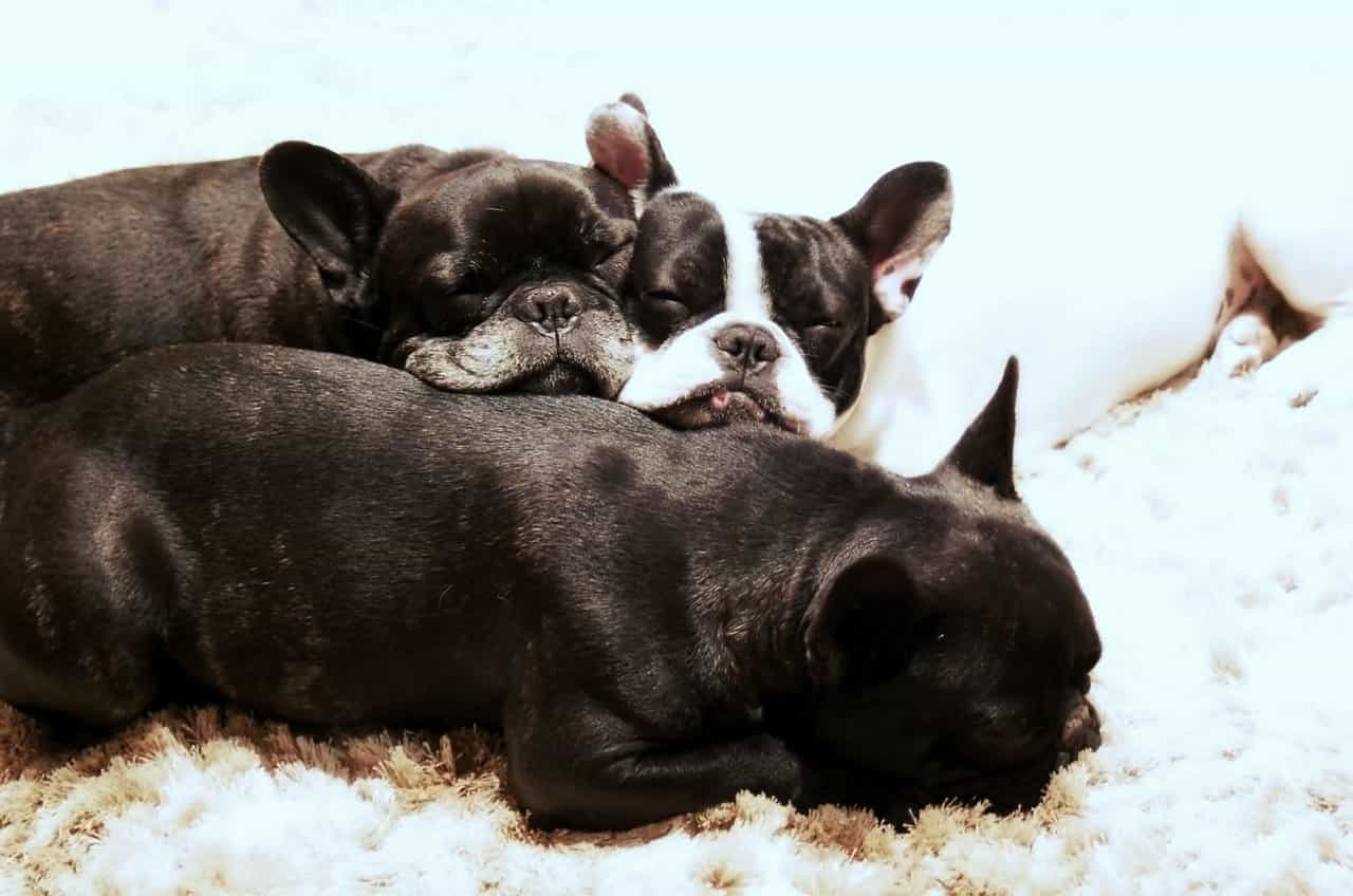 Nombres de perros machos y hembras con Y