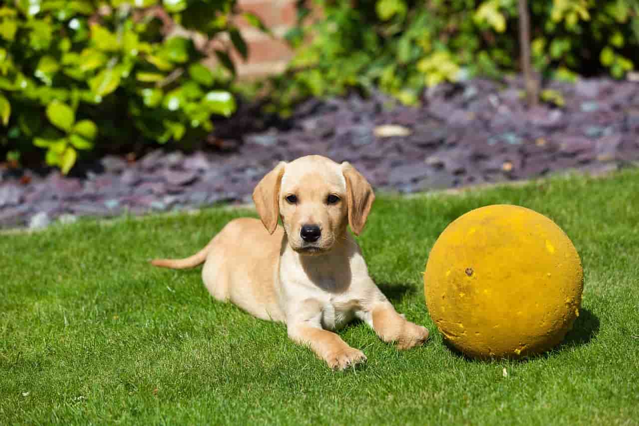 Nombres de perros hembras y machos con V.