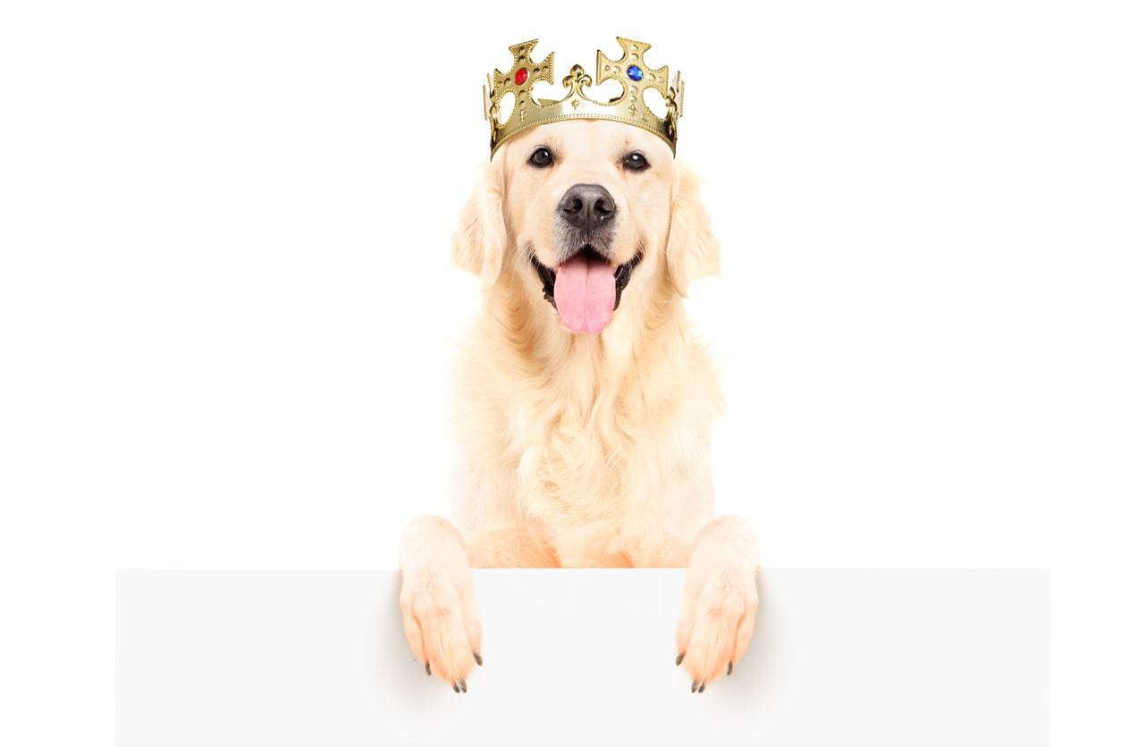 nombres de perros nobles