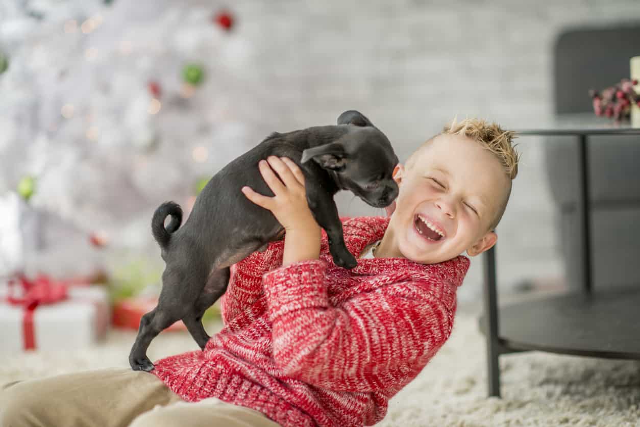Nombres de perros pequeños