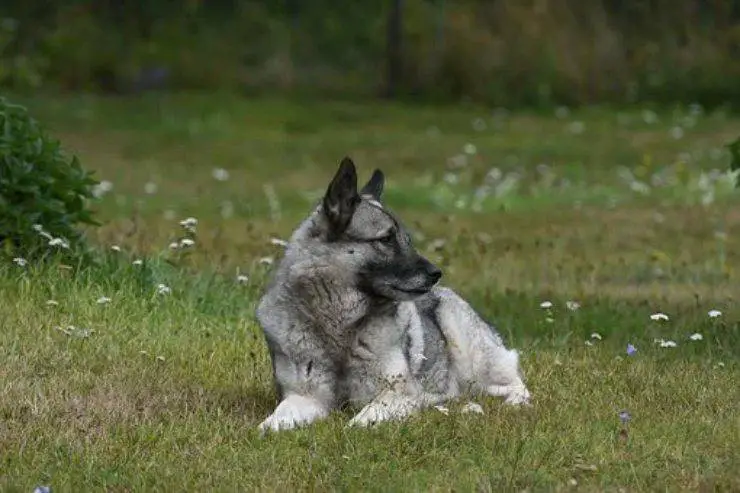 Elkhound noruego adulto