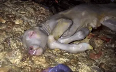 @screen shot video / L214
