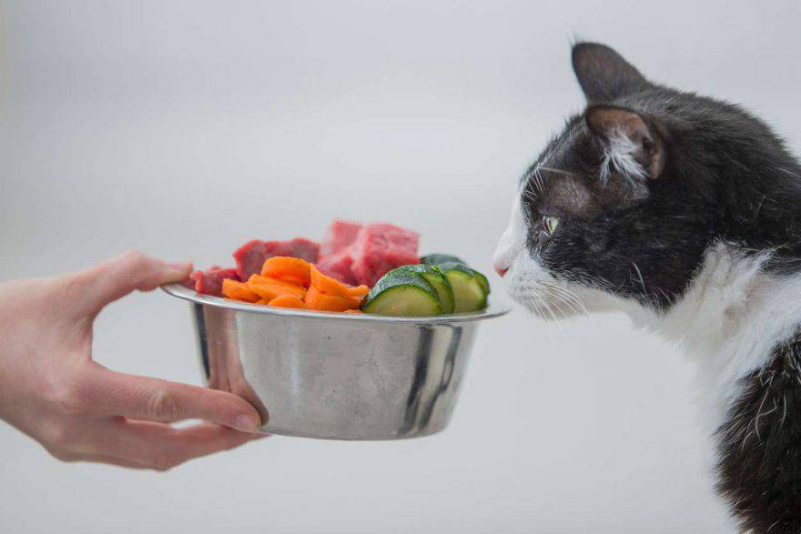Nutrición holística para gatos