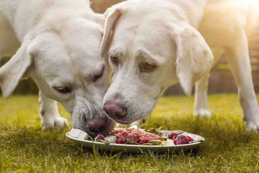 Nutrición holística para perros
