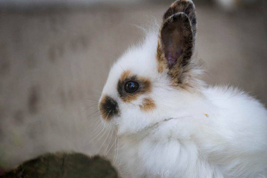 obesidad de conejo