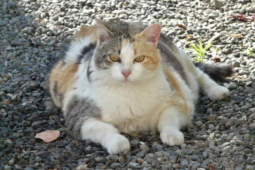 obesidad gato