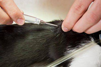 gatos con microchip obligatorios
