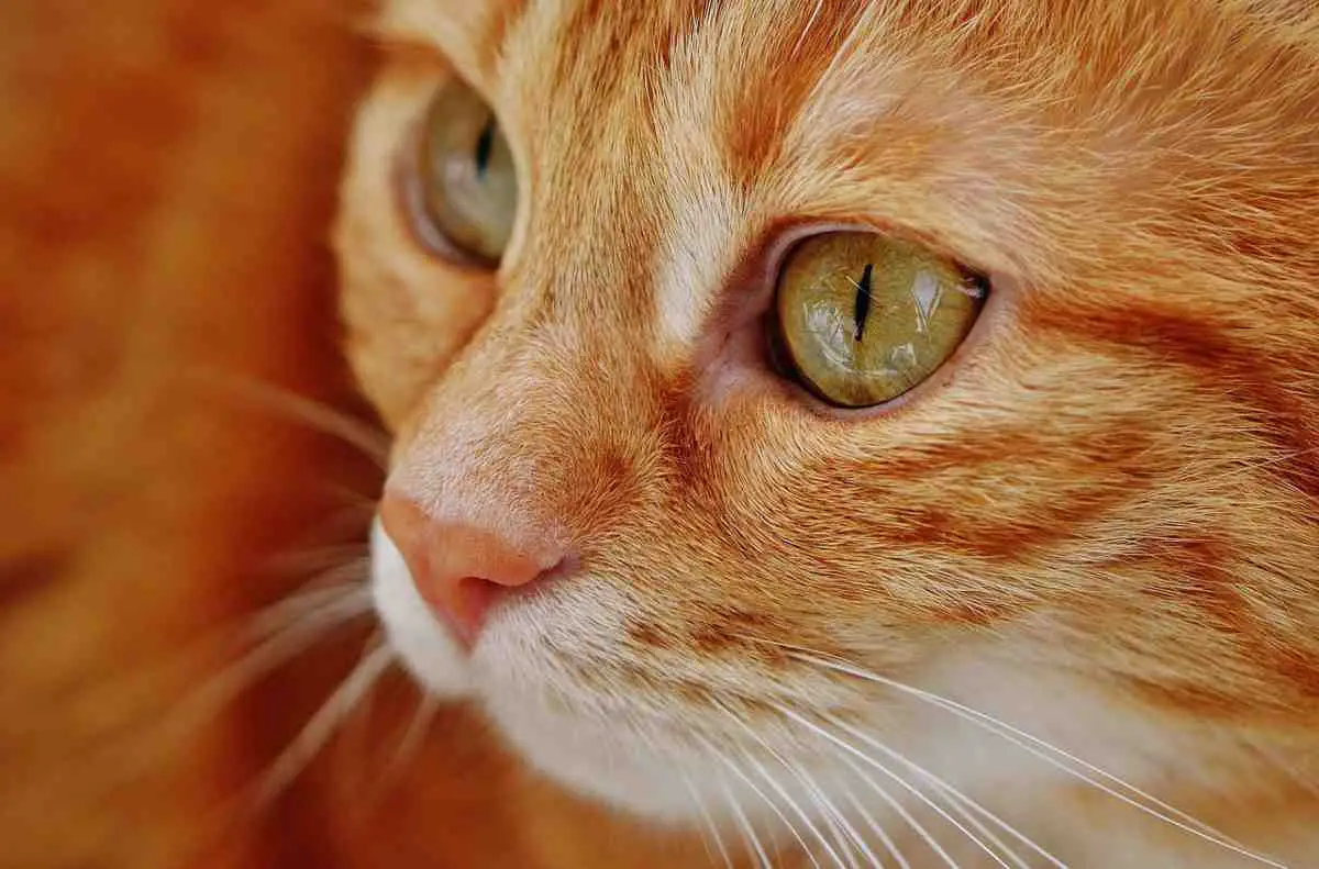 Ojo seco en gatos: síntomas, causas y remedios (foto Pixabay)
